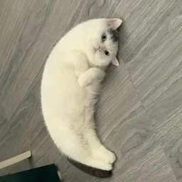 Mooncat