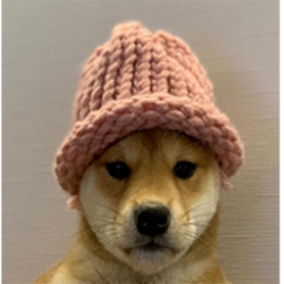 dogwifhat