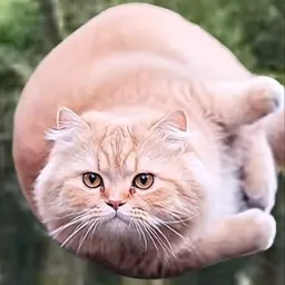 Flying Spinning Cat