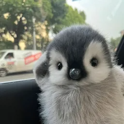 peanie