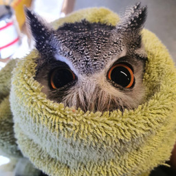 TOWL
