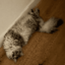 Toly's Cat 