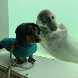 dogwifseal