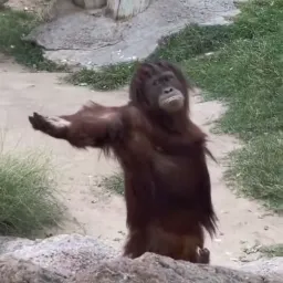 Gibape