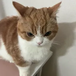 Angry Cat