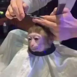 monkeyhaircut 