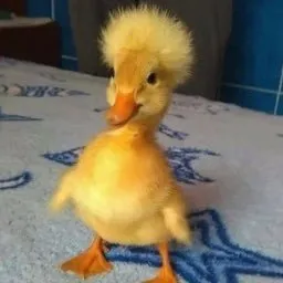dicki