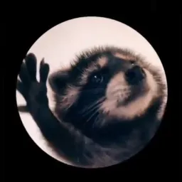 Pedro Raccoon