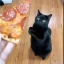 Pizza Cat